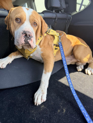 Reunited Male Dog last seen Near e cactus rd phoenix az, Phoenix, AZ 85032