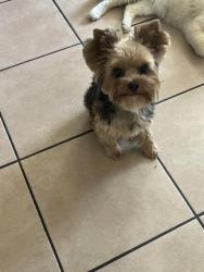 Lost Male Dog last seen Near Knollwood rd, San Diego, CA 92114