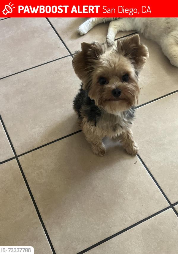 Lost Male Dog last seen Near Knollwood rd, San Diego, CA 92114