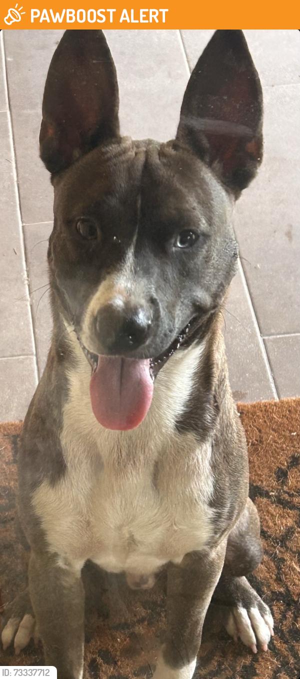 Found/Stray Male Dog last seen Silent River Dr, Long Meadow Farms, TX 77406