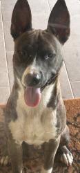 Found/Stray Male Dog last seen Silent River Dr, Long Meadow Farms, TX 77406