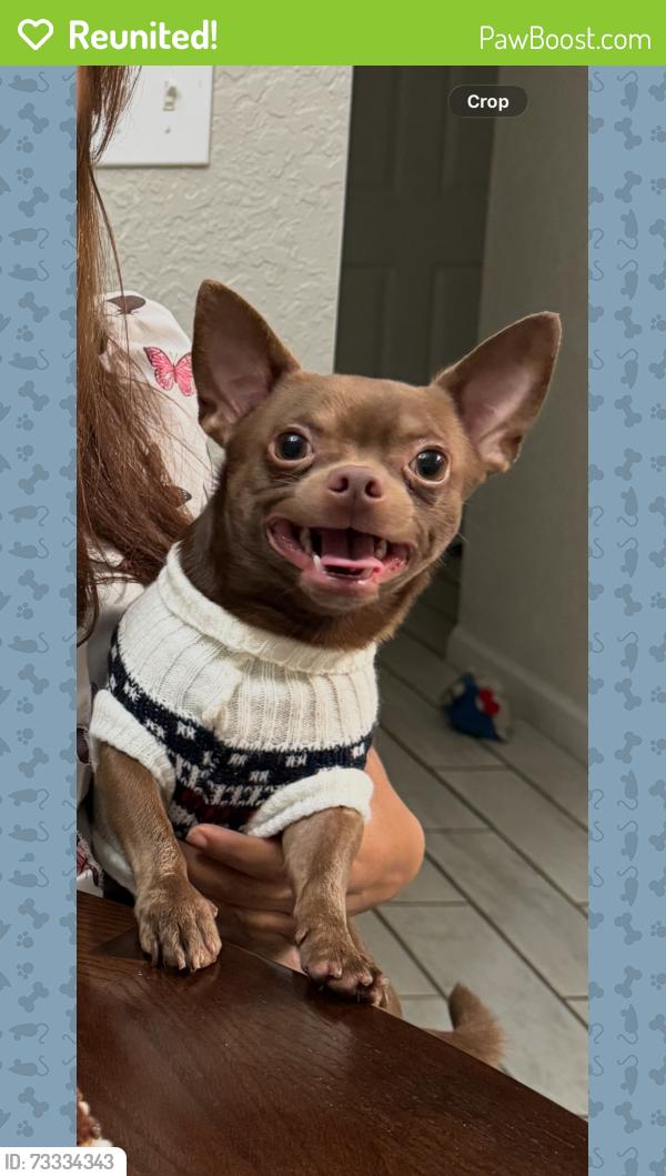 Reunited Male Dog last seen Dunkin’ Donuts parking, Orlando, FL 32825