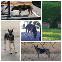 Lost Female Dog last seen Zinfandel/Sunrise/White Rock/International/Mather, Rancho Cordova, CA 95670