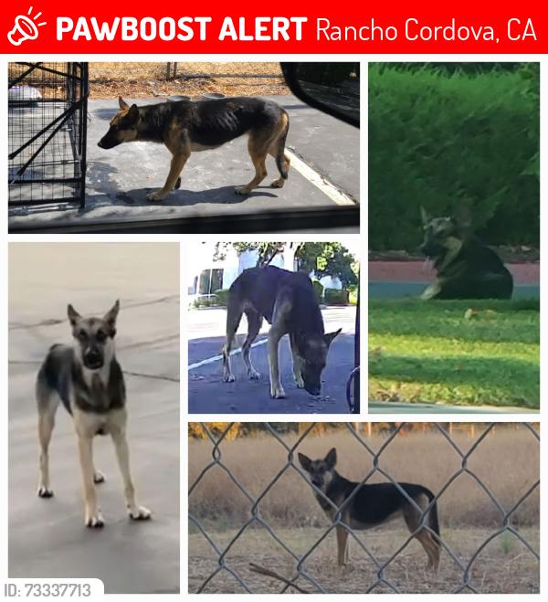 Lost Female Dog last seen Zinfandel/Sunrise/White Rock/International/Mather, Rancho Cordova, CA 95670