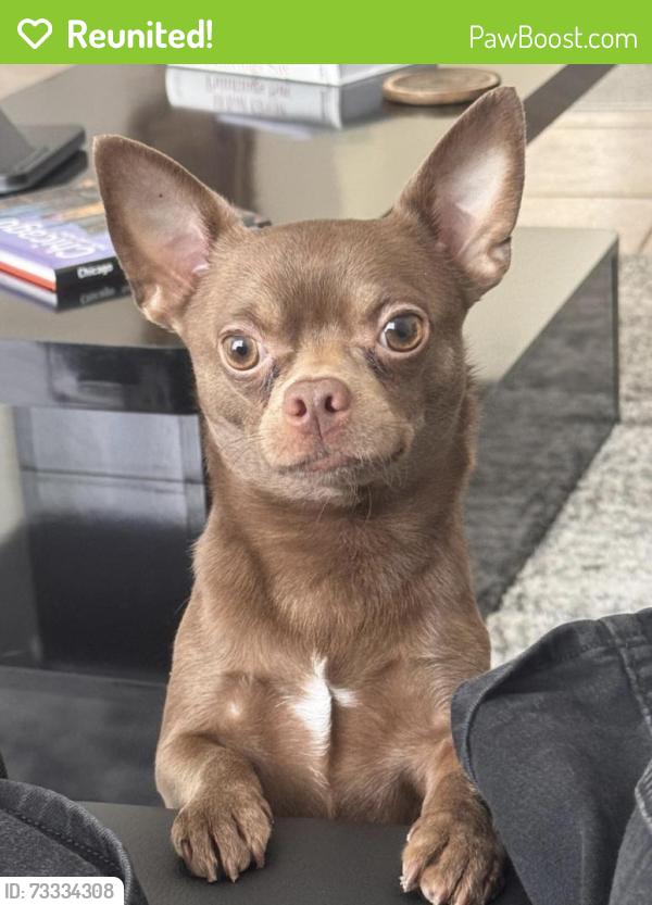 Reunited Male Dog last seen Cypress meadows ln, Orlando, FL 32825