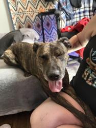 Found/Stray Female Dog last seen Rose hill cemetery, Tulsa, OK 74115