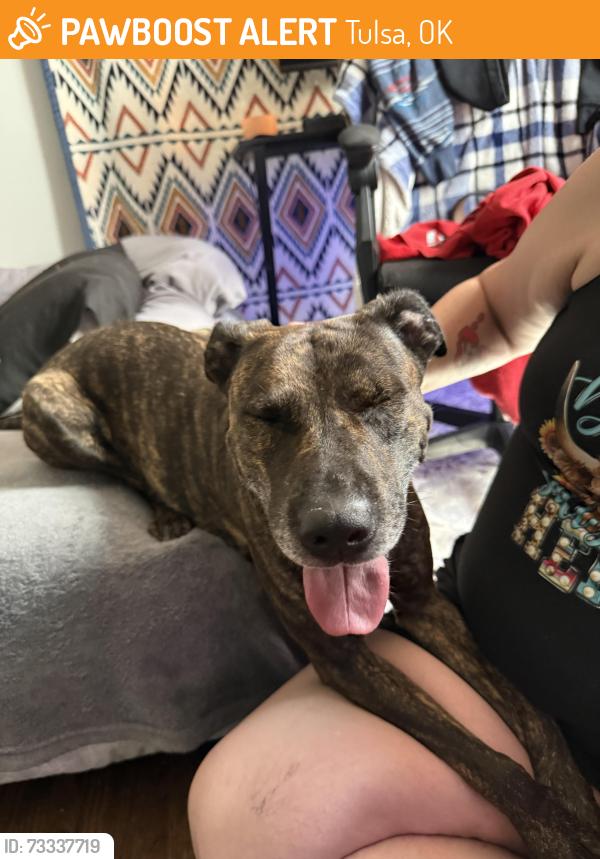 Found/Stray Female Dog last seen Rose hill cemetery, Tulsa, OK 74115
