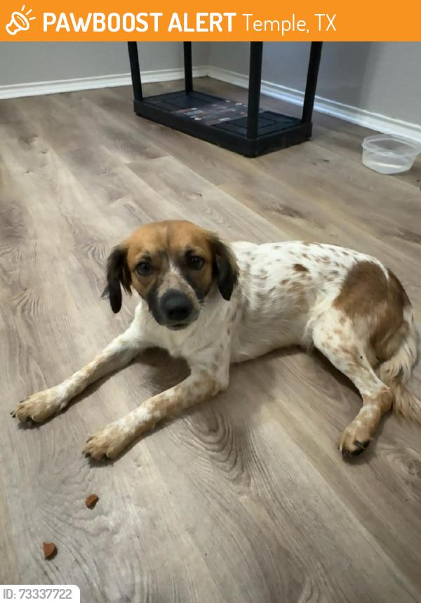 Found/Stray Female Dog last seen Heritage park, Temple, TX 76508