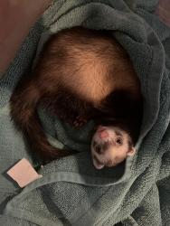 Found/Stray Unknown Ferret last seen East Gibson Road, Everett, WA 98204