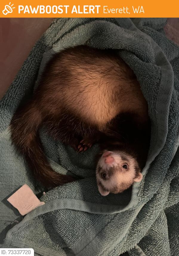 Found/Stray Unknown Ferret last seen East Gibson Road, Everett, WA 98204