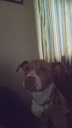 Reunited Female Dog last seen Off the top barber shop, Waco, TX 76711