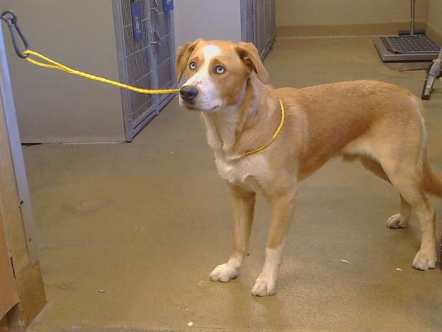 Shelter Stray Male Dog last seen ANTELOPE RD/ANTELOPE HILLS DR, 95843, 3839 Bradshaw Rd, Sacramento, CA 95827, USA