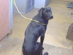 Shelter Stray Male Dog last seen ANTELOPE RD/ANTELOPE HILLS DR, 95843, 3839 Bradshaw Rd, Sacramento, CA 95827, USA