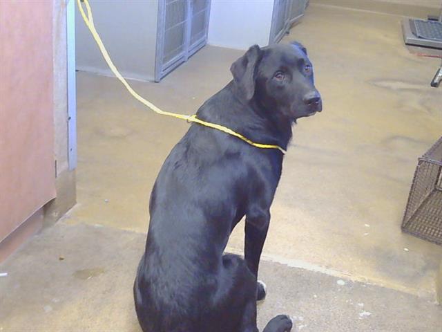 Shelter Stray Male Dog last seen ANTELOPE RD/ANTELOPE HILLS DR, 95843, 3839 Bradshaw Rd, Sacramento, CA 95827, USA