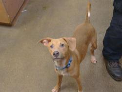 Shelter Stray Male Dog last seen MICRON AVE/BRADSHAW RD, 95827, 3839 Bradshaw Rd, Sacramento, CA 95827, USA