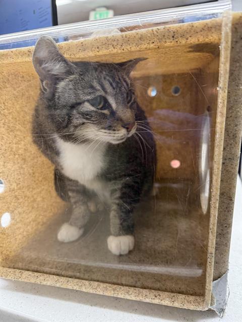 Shelter Stray Female Cat last seen Near BLOCK S 180TH ST, TUKWILA WA 98188, 21615 64th Ave S, Kent, WA 98032, USA