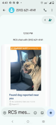 Lost Male Dog last seen Rio Linda boulevard and Clare avenue, Sacramento, CA 95838