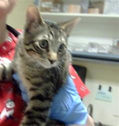 Shelter Stray Male Cat last seen Near BLOCK E HAWAII CIR AURORA CO 80012, 1241 W Bayaud Ave, Denver, CO 80223, USA