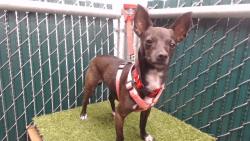 Shelter Stray Female Dog last seen , 11258 Garfield Ave, Downey, CA 90242, USA