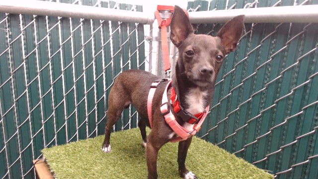 Shelter Stray Female Dog last seen , 11258 Garfield Ave, Downey, CA 90242, USA