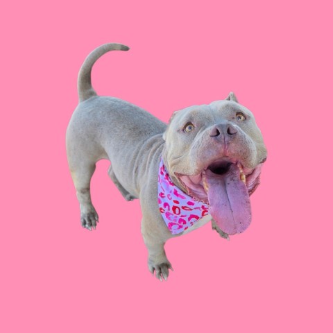 Shelter Stray Female Dog last seen Near BLOCK AIRPORT DR, BAKERSFIELD CA 93308, 3951 Fruitvale Ave, Bakersfield, CA 93308, USA