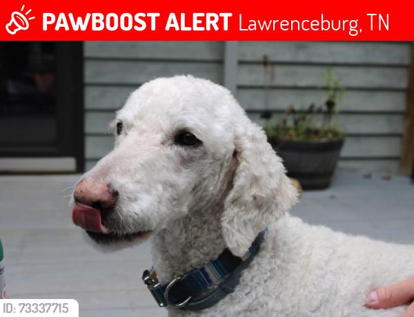 Lost Male Dog last seen Highway 64 West between Savannah TN and Lawrenceburg TN, Lawrenceburg, TN 38464