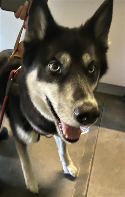 Shelter Stray Female Dog last seen , 1850 W 60th St, Los Angeles, CA 90047, USA
