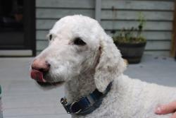 Lost Male Dog last seen Highway 64 West between Savannah TN and Lawrenceburg TN, Lawrenceburg, TN 38464