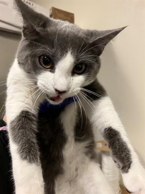 Shelter Stray Male Cat last seen Near BLOCK PACIFIC AVE, LONG BEACH CA, 7700 E Spring St, Long Beach, CA 90815, USA