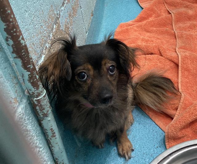 Shelter Stray Female Dog last seen Near BLK E RHEA ST, LONG BEACH, CA 90806, 7700 E Spring St, Long Beach, CA 90815, USA