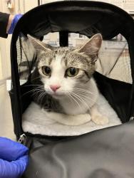 Shelter Stray Female Cat last seen Near BLOCK BLCK W 52ND ST, LONG BEACH, CA 90805, 7700 E Spring St, Long Beach, CA 90815, USA
