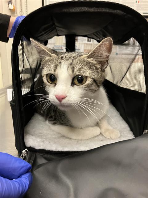 Shelter Stray Female Cat last seen Near BLOCK BLCK W 52ND ST, LONG BEACH, CA 90805, 7700 E Spring St, Long Beach, CA 90815, USA