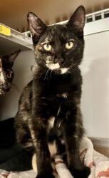 Shelter Stray Female Cat last seen DOLORES PARK / 19TH ST, 1419 Bryant St, San Francisco, CA 94103, USA