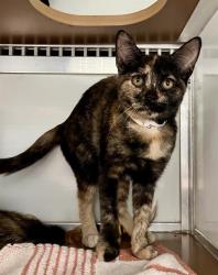 Shelter Stray Female Cat last seen DOLORES PARK / 19TH ST, 1419 Bryant St, San Francisco, CA 94103, USA