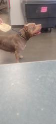 Shelter Stray Female Dog last seen , West Valley Animal Shelter, 20655 Plummer St, Chatsworth, CA 91311, USA