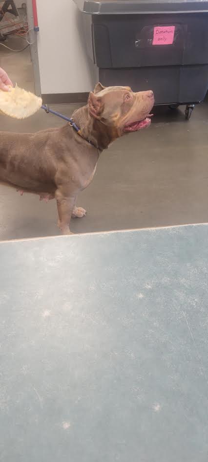 Shelter Stray Female Dog last seen , West Valley Animal Shelter, 20655 Plummer St, Chatsworth, CA 91311, USA