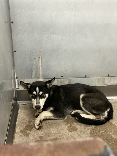 Shelter Stray Male Dog last seen TRENTON X MOUNT VERNON, 333 Chandler Pl, San Bernardino, CA 92408, USA