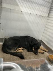 Shelter Stray Male Dog last seen TRENTON X MOUNT VERNON, 333 Chandler Pl, San Bernardino, CA 92408, USA