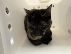 Shelter Stray Female Cat last seen Near BLOCK N 32ND ST, 3839 W Burnham St, West Milwaukee, WI 53215, USA