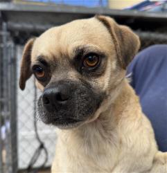 Shelter Stray Male Dog last seen Near BLOCK E 2ND ST, 130 Beyer Way, Chula Vista, CA 91911, USA