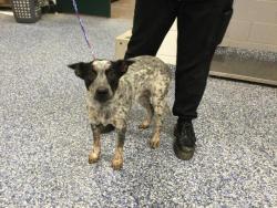 Shelter Stray Female Dog last seen DILLON RD/ I 10 FWY, 72050 Pet Land Pl, Thousand Palms, CA 92276, USA