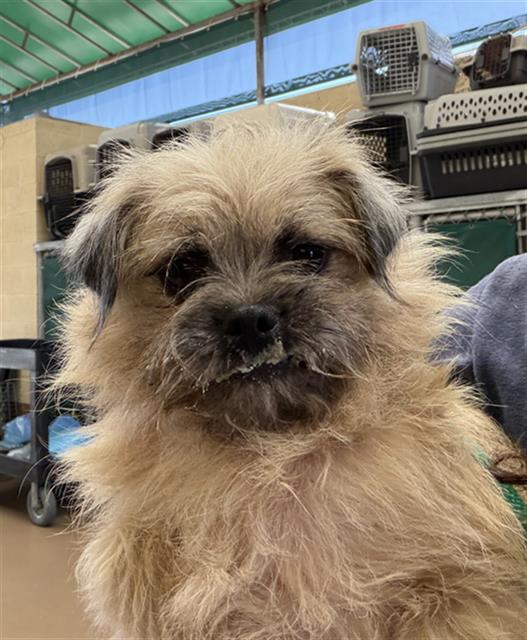 Shelter Stray Female Dog last seen Near BLOCK E 2ND ST, 130 Beyer Way, Chula Vista, CA 91911, USA
