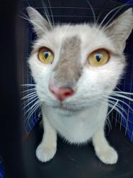 Shelter Stray Male Cat last seen Near BLOCK N DIXIE HWY, OAKLAND PARK FL 33334, 2400 SW 42nd St, Fort Lauderdale, FL 33312, USA