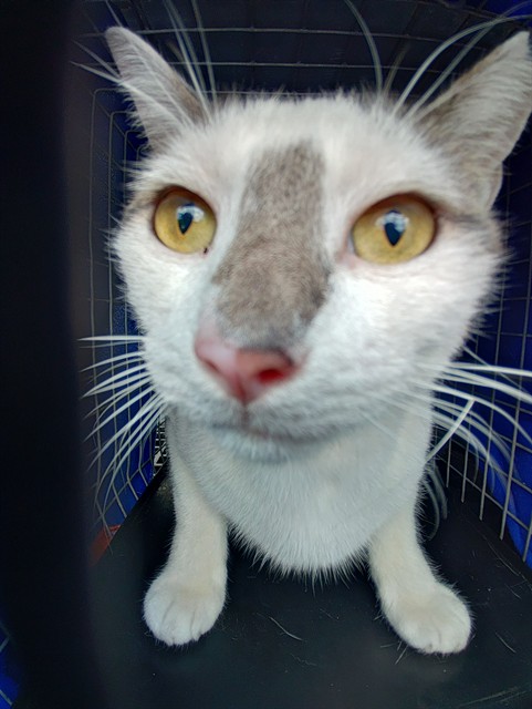 Shelter Stray Male Cat last seen Near BLOCK N DIXIE HWY, OAKLAND PARK FL 33334, 2400 SW 42nd St, Fort Lauderdale, FL 33312, USA