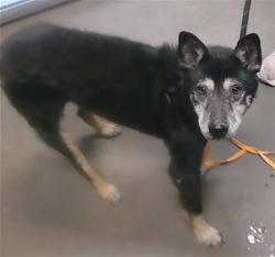 Shelter Stray Male Dog last seen TUCKEY LN AND 19TH AVE, 2500 S 27th Ave, Phoenix, AZ 85009, USA