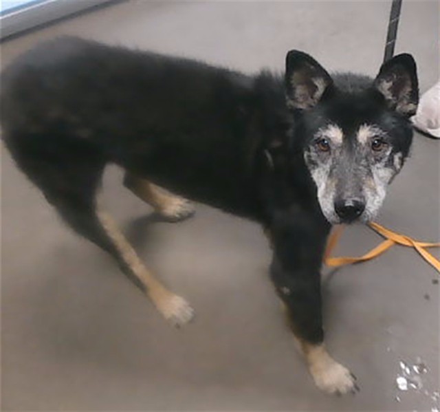 Shelter Stray Male Dog last seen TUCKEY LN AND 19TH AVE, 2500 S 27th Ave, Phoenix, AZ 85009, USA