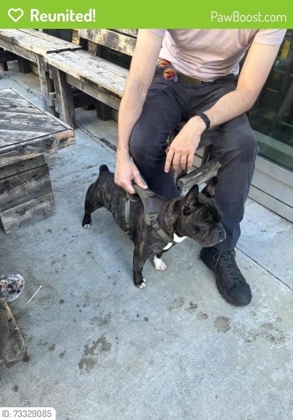 Reunited Male Dog last seen Wilshire/St.Paul, Los Angeles, CA 90017