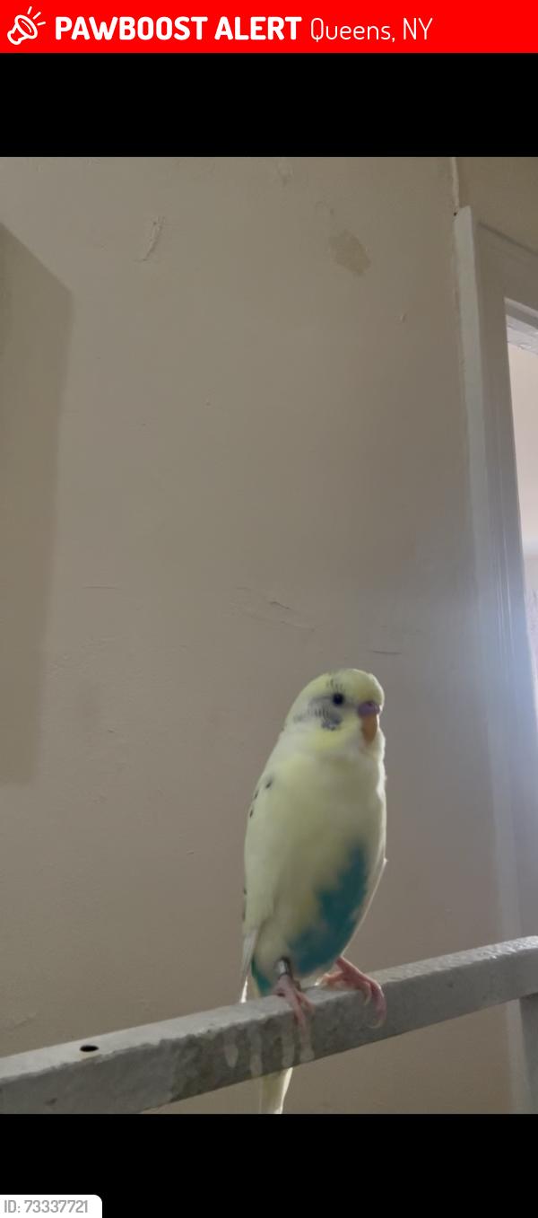 Lost Male Bird last seen Near 76th st between 41 Ave and woodside ave, Queens, NY 11377