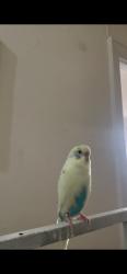 Lost Male Bird last seen Near 76th st between 41 Ave and woodside ave, Queens, NY 11377
