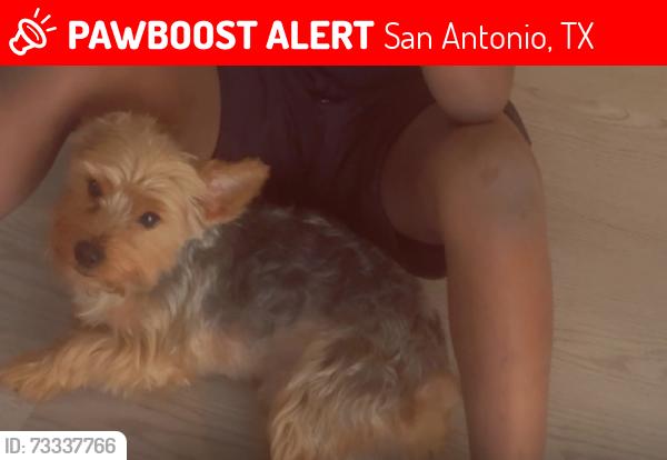 Lost Male Dog last seen Seabreeze, San Antonio, TX 78220